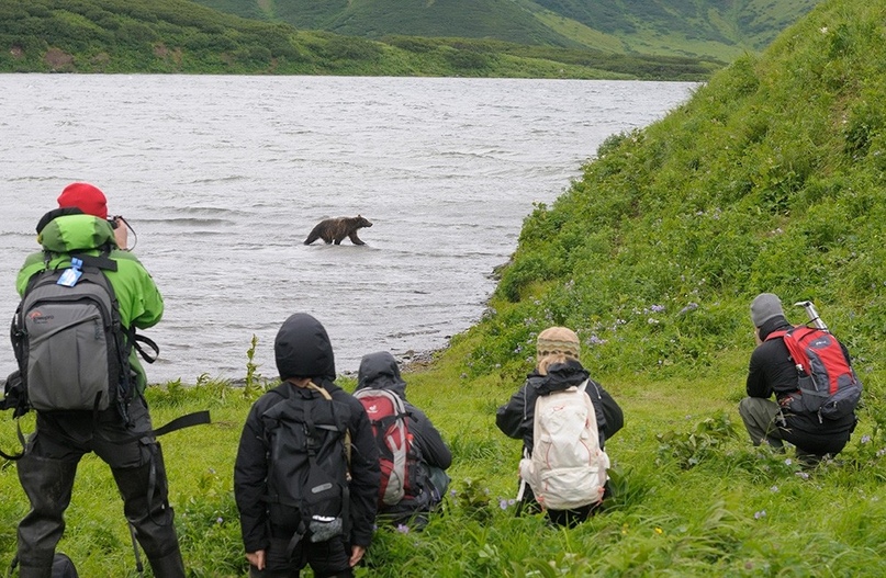 Наблюдение за медведем