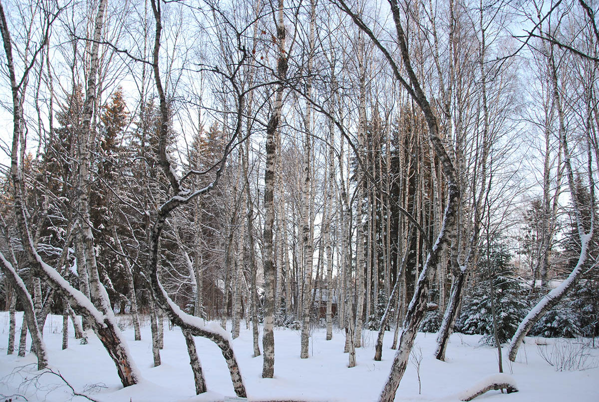 Карельская берёза