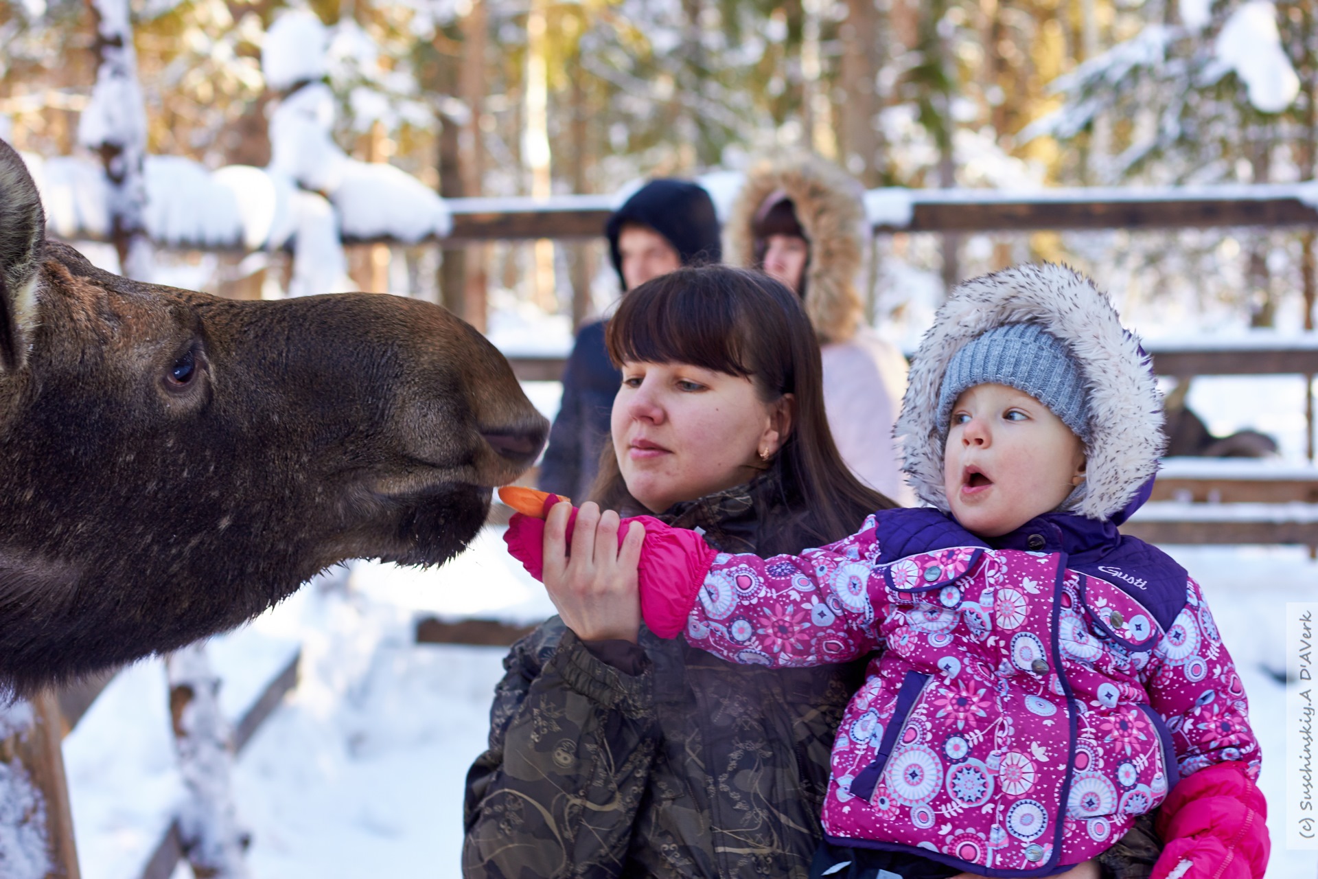 Сумароковская лосеферма